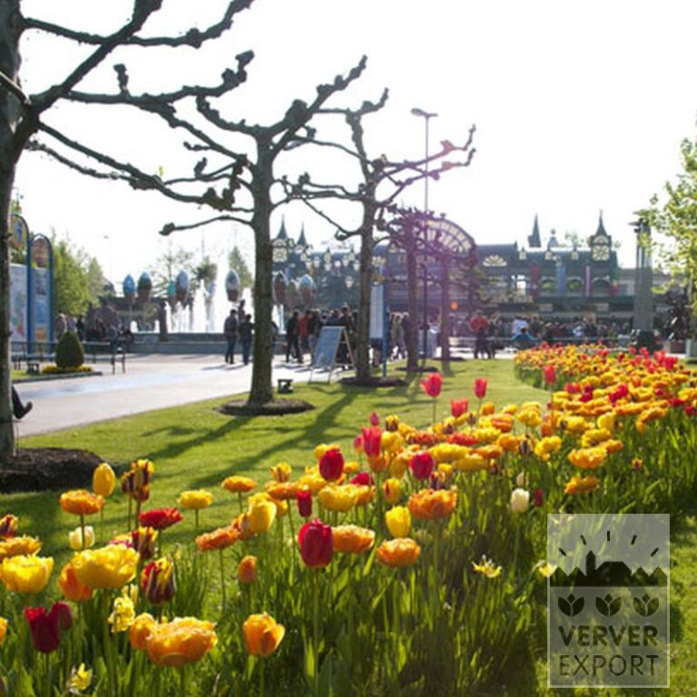Tulips 'Givenchy' (12319) - Bild 2