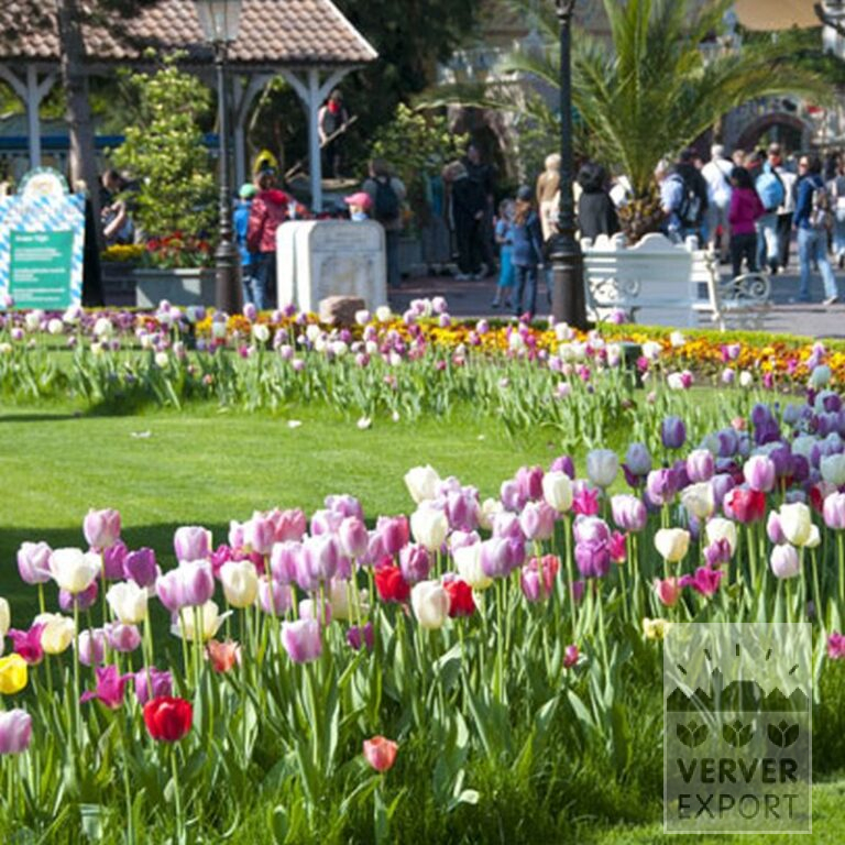 Tulips 'Pink Impression' (12181) - Bild 3