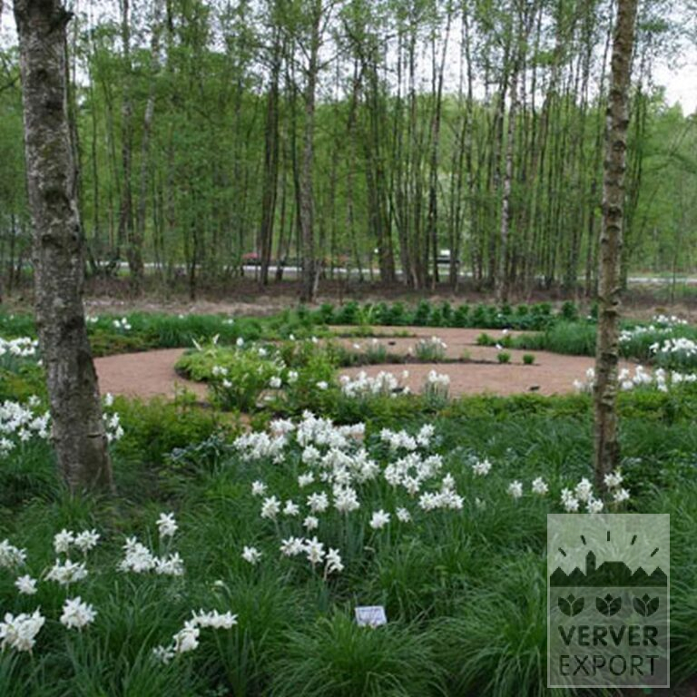 Narcissus 'Thalia' (15066) - Bild 9
