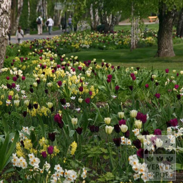 Tulips 'Spring Green' (12288) - Bild 4