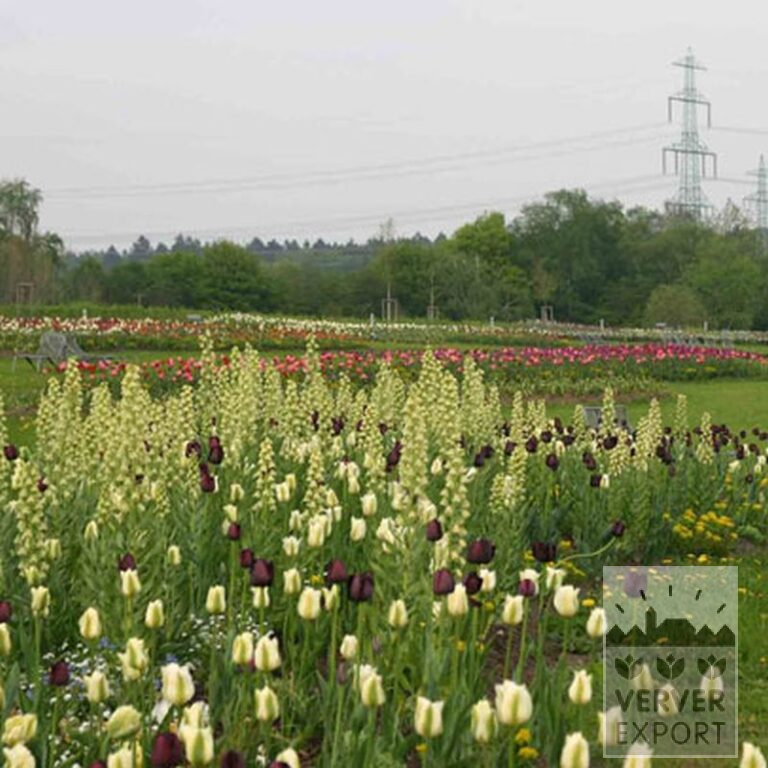 Tulips 'Queen of Night' (12217) - Bild 5