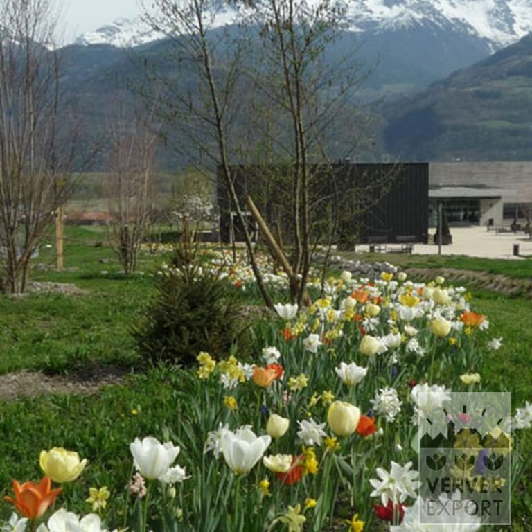 Tulips 'Orange Emperor' (12050) - Bild 7