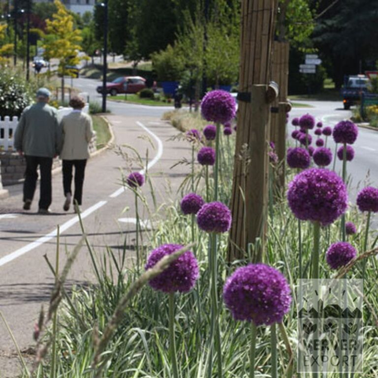 Allium 'Globemaster' (16007) - Bild 4