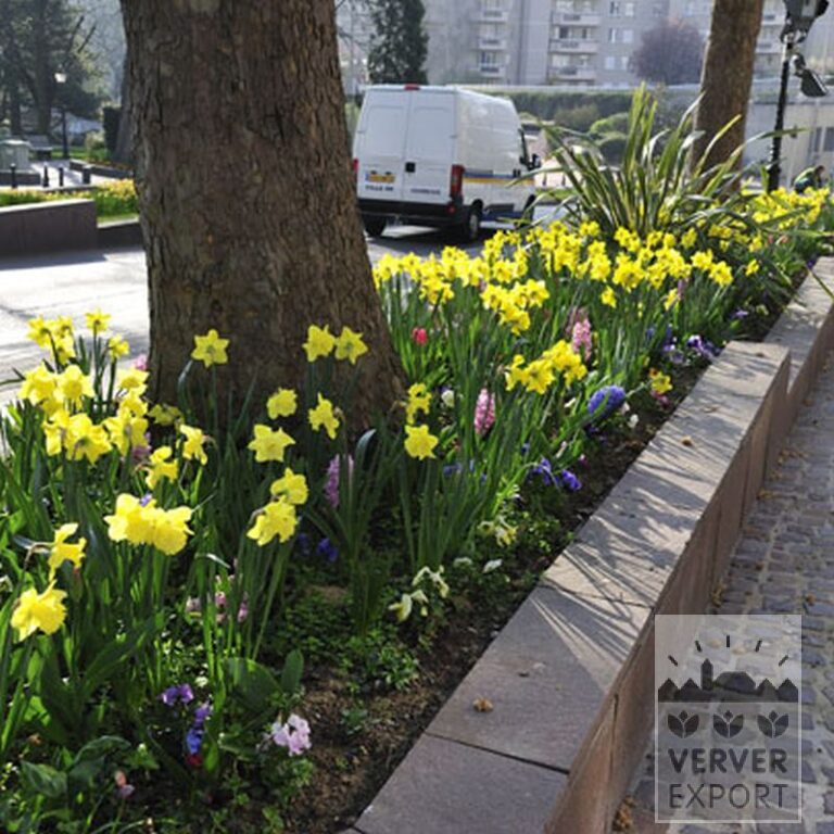Narcissus 'Carlton' (15029) - Bild 3