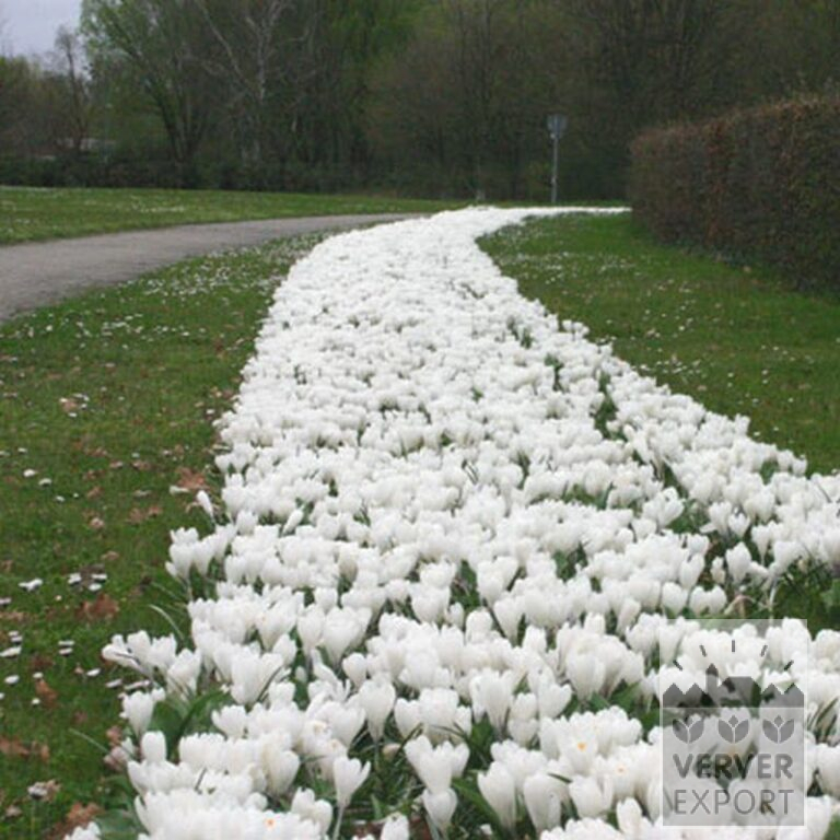 Crocus 'Jeanne d'Arc' (14002) - Bild 11