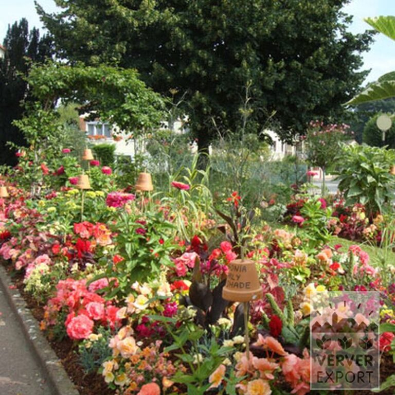Begonia double mixed (25003) - Bild 2