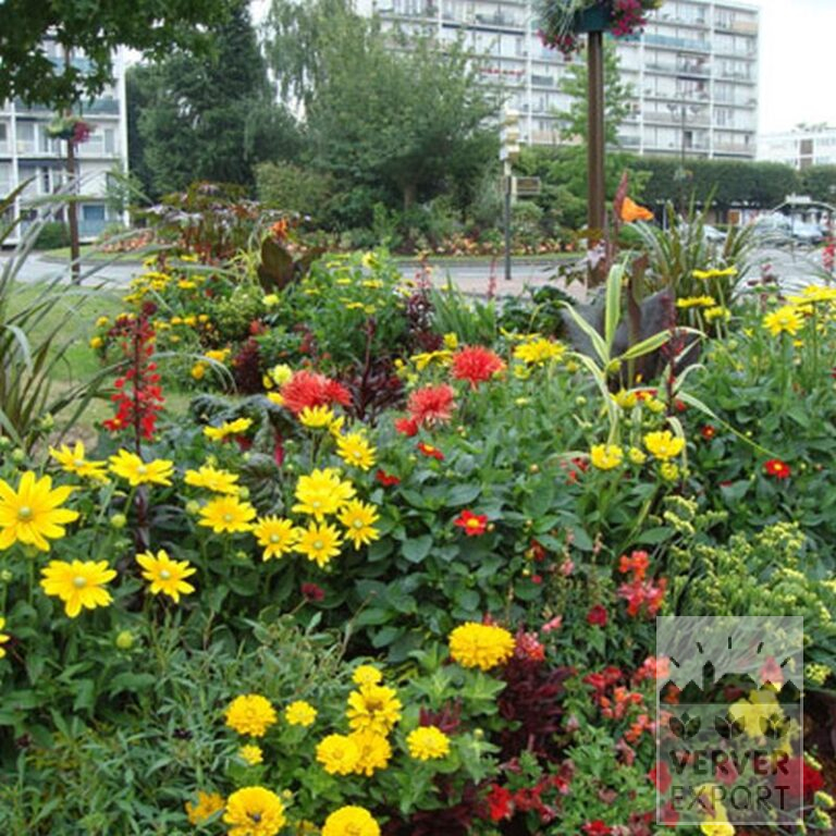 Dahlia 'Roodkapje' (22115) - Bild 2
