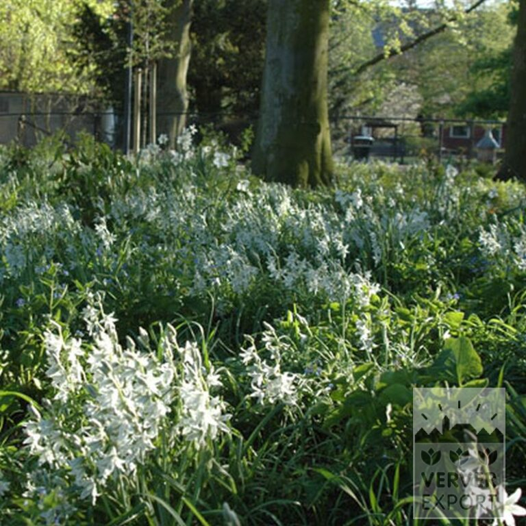 Ornithogalum nutans (16091) - Bild 2