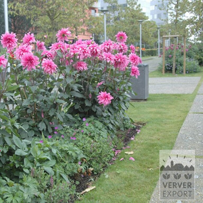 Dahlia 'Babylon Rose' (22229) - Bild 2