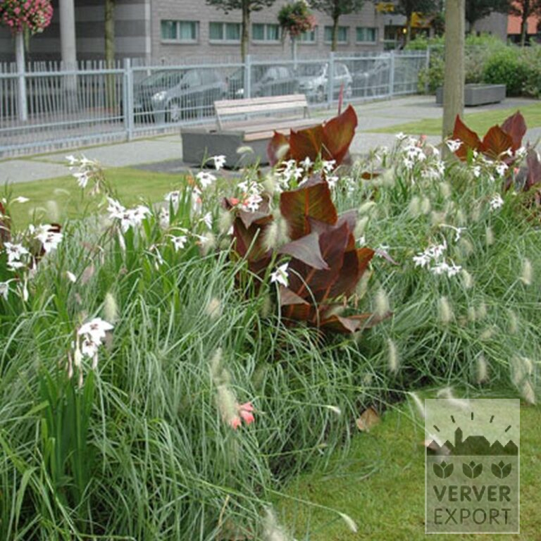 Canna Precultivated 'Durban' (29201) - Bild 3
