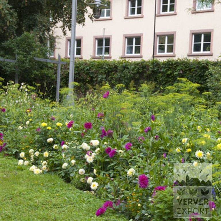 Dahlia 'Art Fair' (22145) - Bild 3