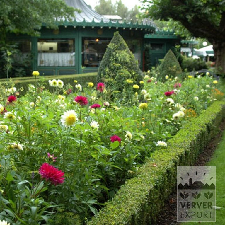 Dahlia 'Orfeo' (22258) - Bild 3