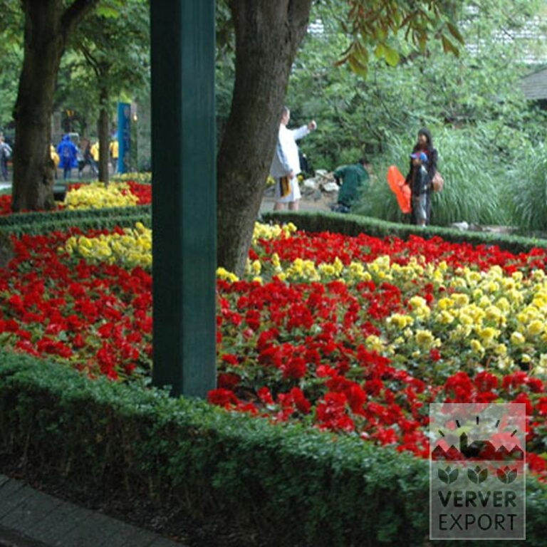 Begonia double mixed (25003) - Bild 5