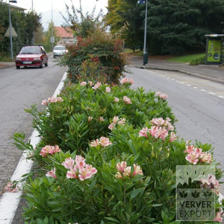 Alstroemeria Precultivated Pink (29263) - Bild 2