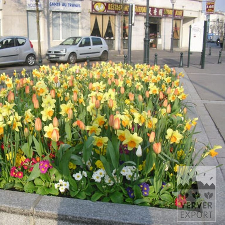 Mixture Verver 'Ville de Riom' © (11154) - Bild 5