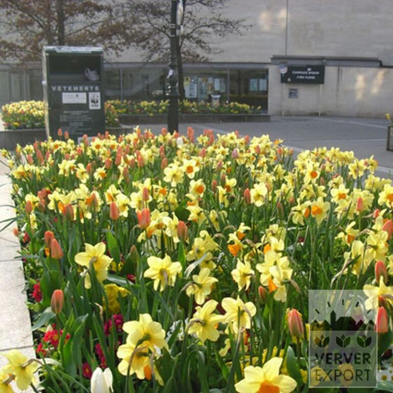 Mixture Verver 'Ville de Riom' © (11154) - Bild 6