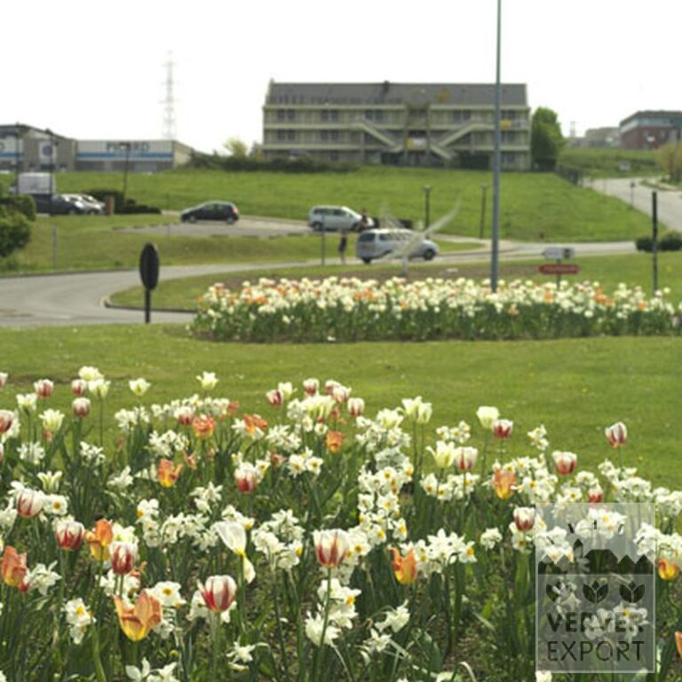 Tulips 'Orange Emperor' (12050) - Bild 8