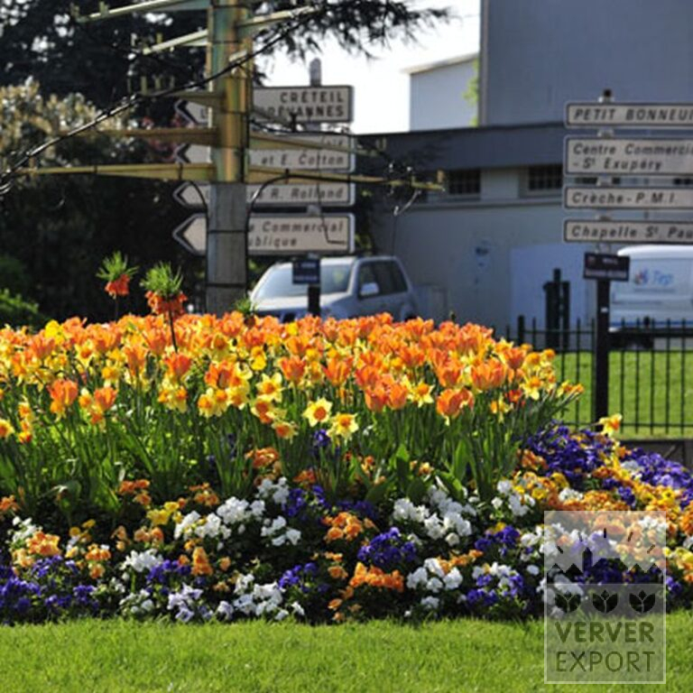 Mixture Verver 'Ville de Riom' © (11154) - Bild 7