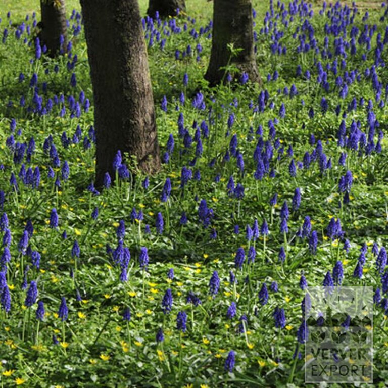 Muscari armeniacum (16079) - Bild 8