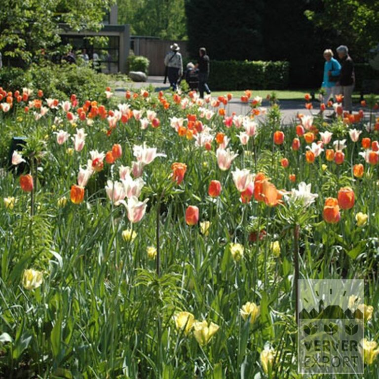 Tulips 'Formosa' (12321) - Bild 2