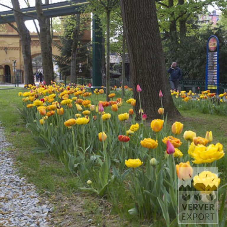 Tulips 'Helmar' (12211) - Bild 6