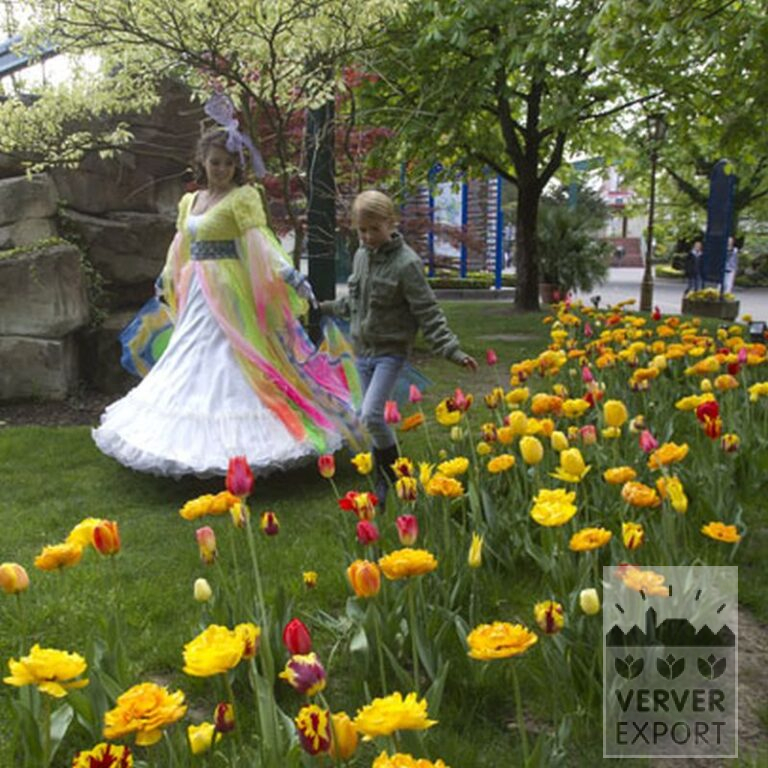 Tulips 'Helmar' (12211) - Bild 7