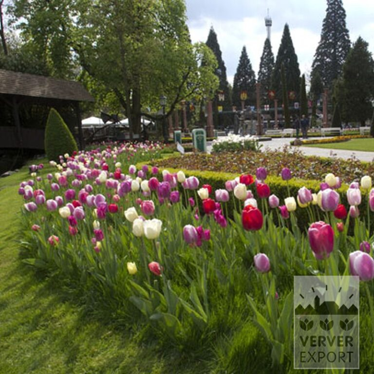 Tulips 'Pink Impression' (12181) - Bild 5