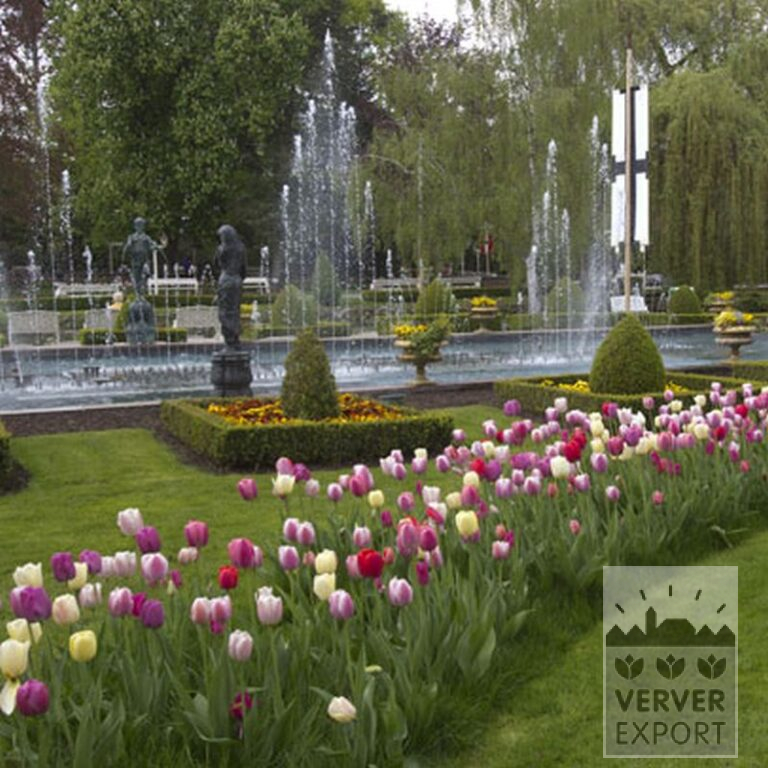 Tulips 'Pink Impression' (12181) - Bild 6
