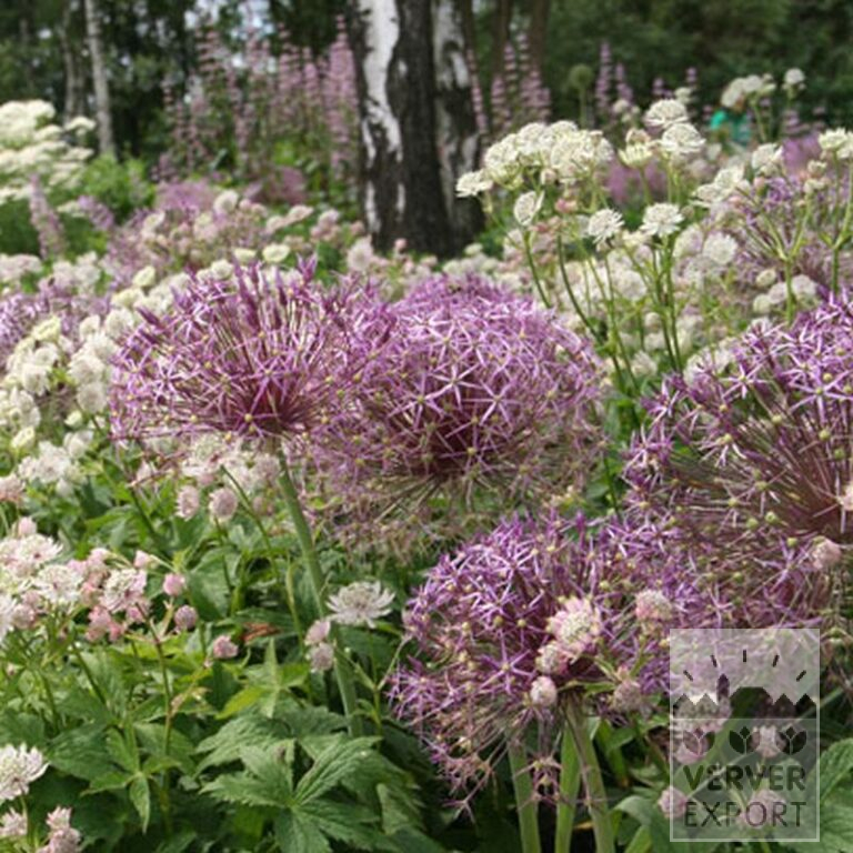Allium cristophii (16003) - Bild 4