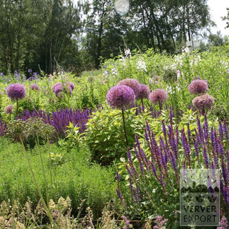 Allium giganteum (16006) - Bild 8