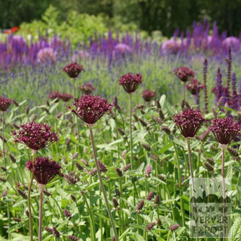 Allium atropurpureum (16002) - Bild 2