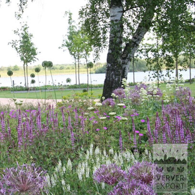 Allium aflatunense 'Purple Sensation' (16134) - Bild 4