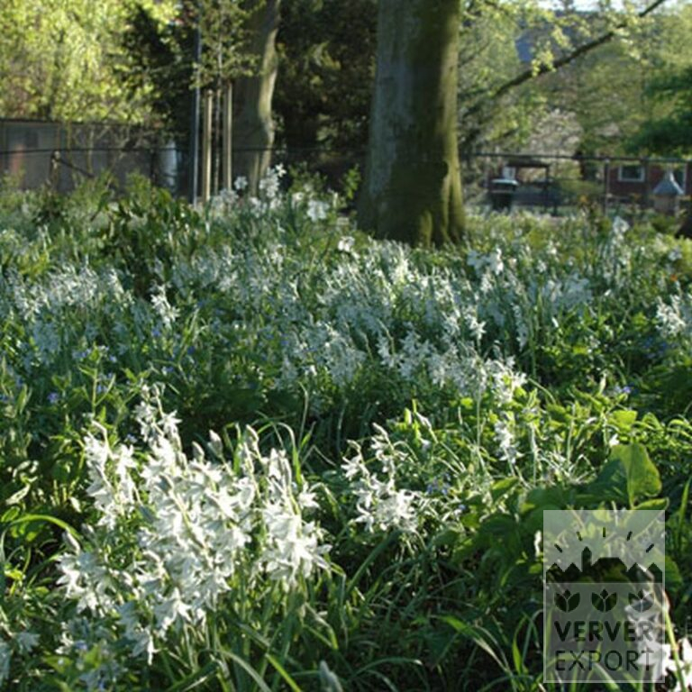 Ornithogalum nutans (16091) - Bild 3