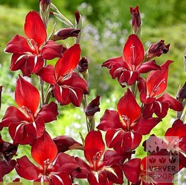 Gladiolus colvillii 'Addi' (23040) - Bild 2