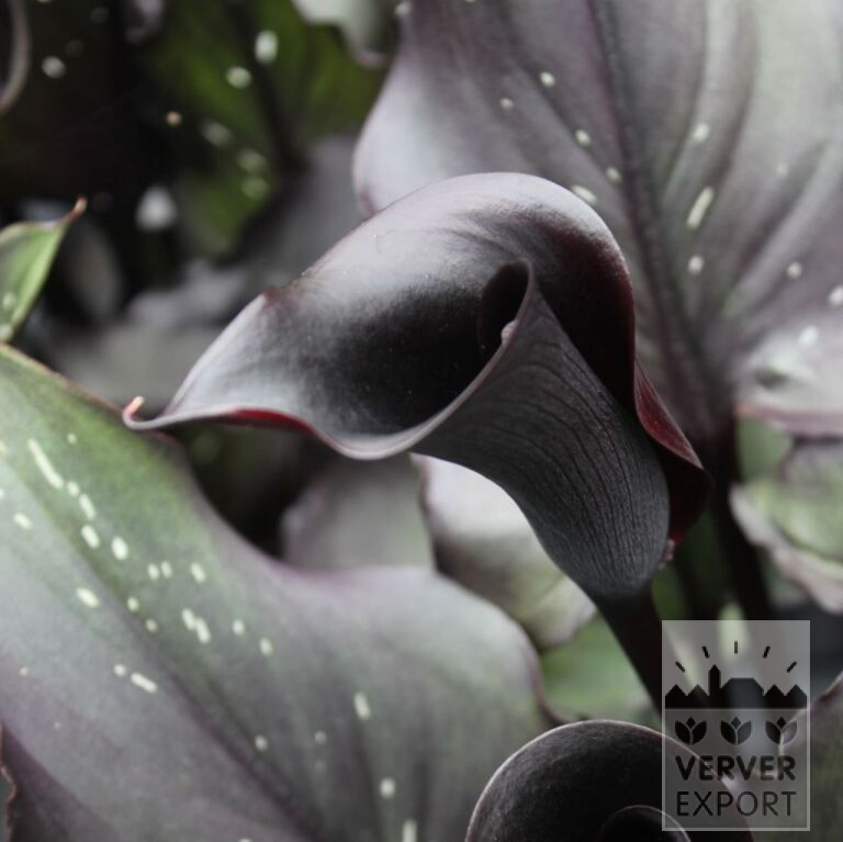 Zantedeschia Supri-All Black (26014) - Bild 2