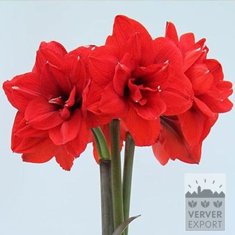 Amaryllis - Indoor double 'Double King' (36167) - Bild 2