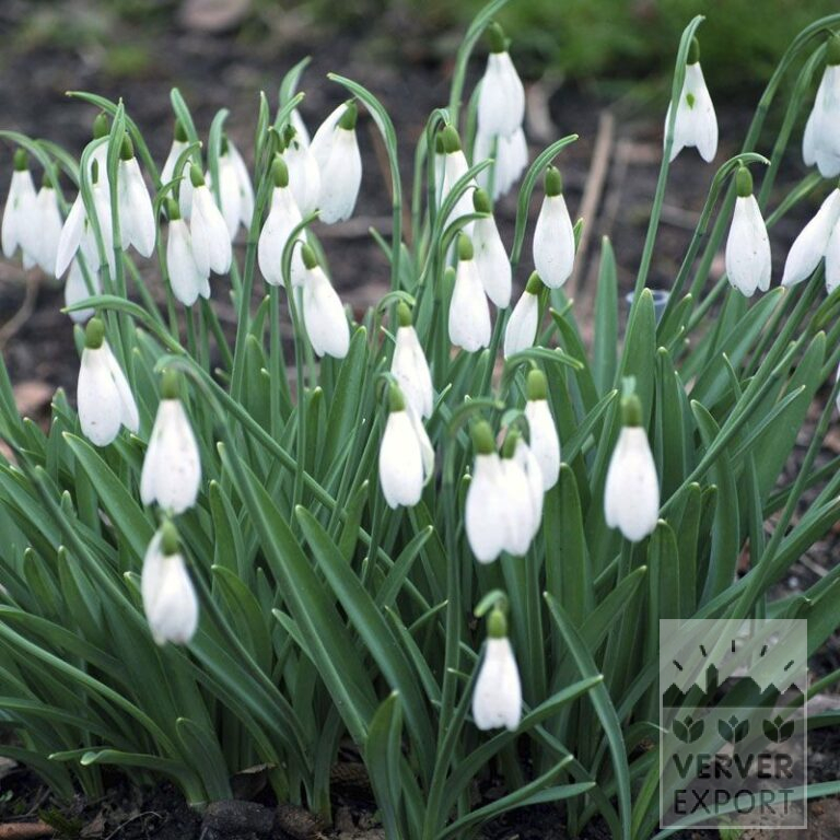 Galanthus nivalis 'Atkinsii' (16220) - Bild 2
