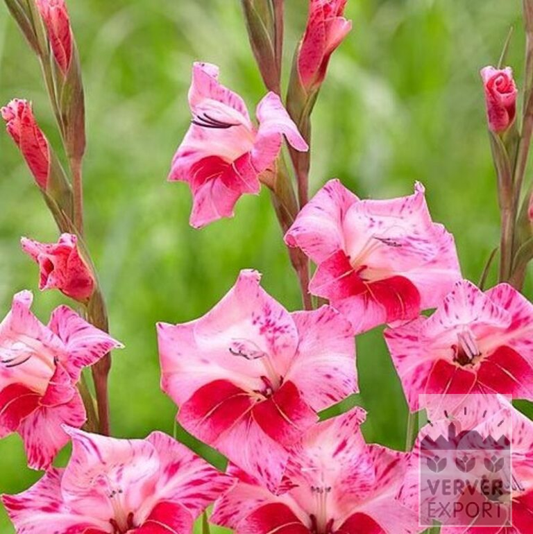 Gladiolus tubergenii 'Bibi' (23043) - Bild 2