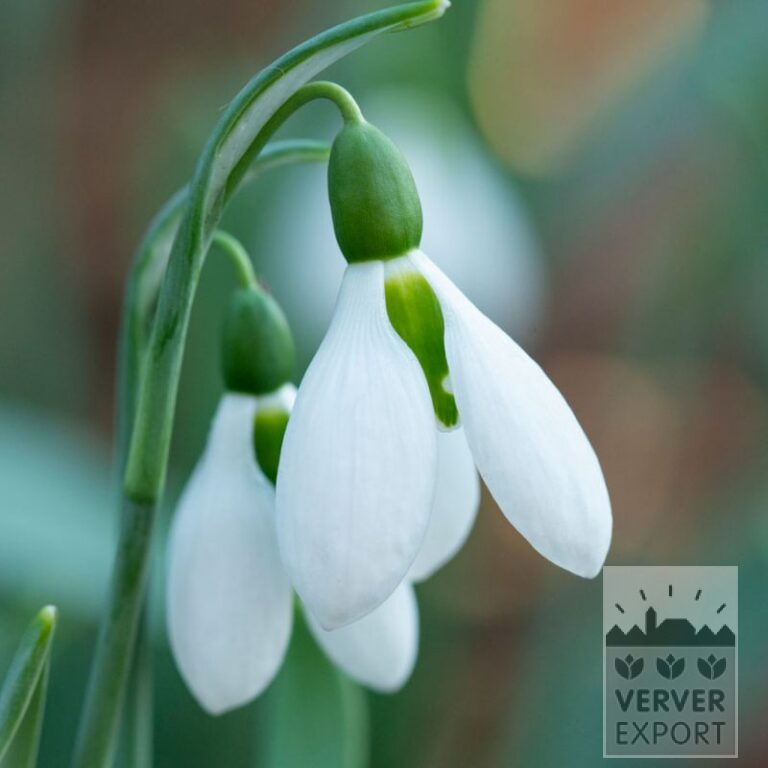Galanthus elwesii 'Mount Everest' (16233) - Bild 2