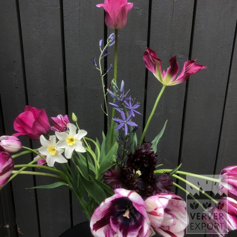 Mixture Verver 'Purple Kiss' © (11744) - Bild 2
