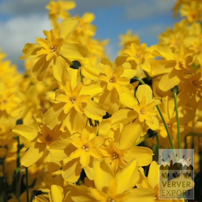 Narcissus cordubensis (15729)
