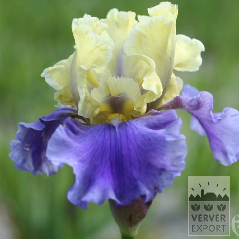 Iris germanica 'Edith Wolford' (28027) - Bild 2
