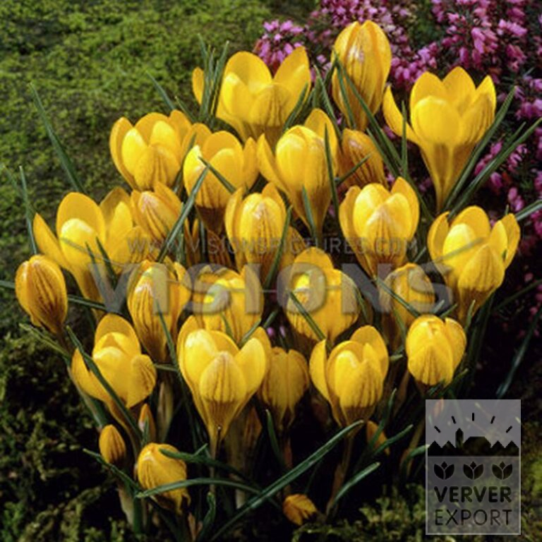 Crocus chrysanthus 'Fuscotinctus' (14030)