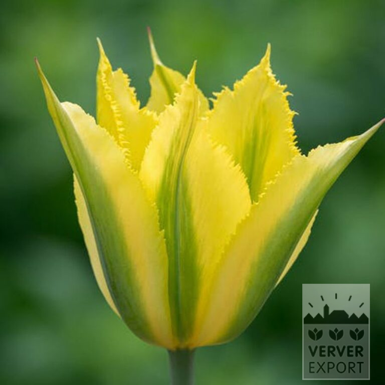 Tulips 'Green Mile' (12803) - Bild 2