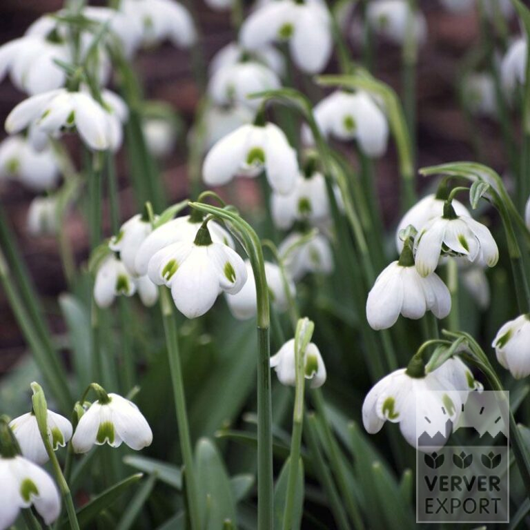 Galanthus plicatus 'Hippolyta' (16218) - Bild 2