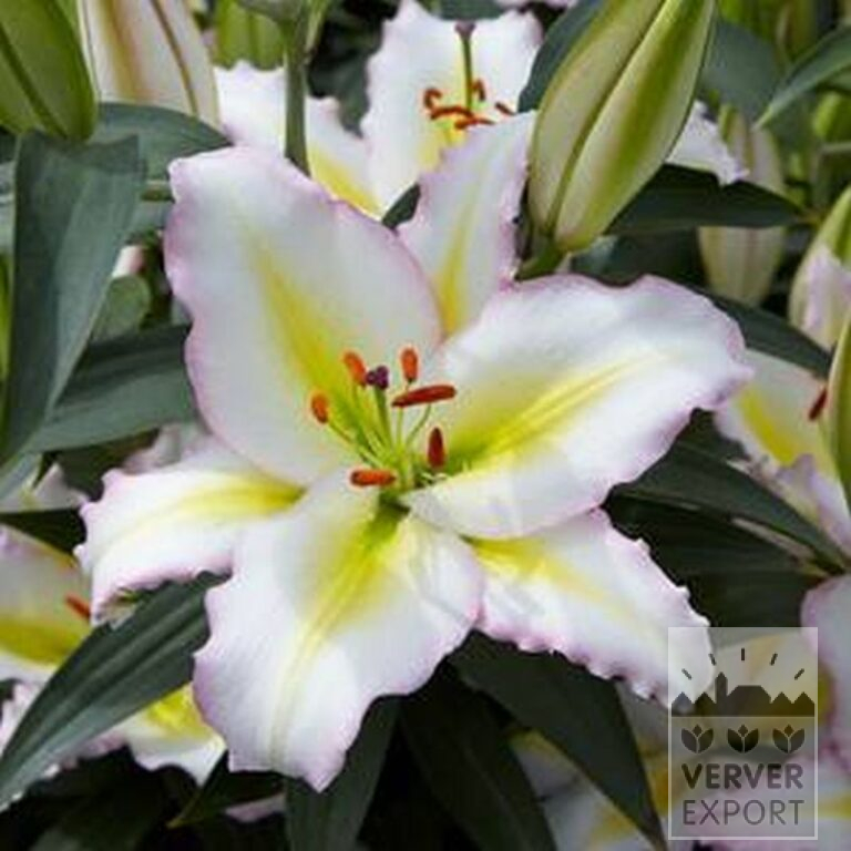 Lilium 'Hocus Pocus' (24100) - Bild 2