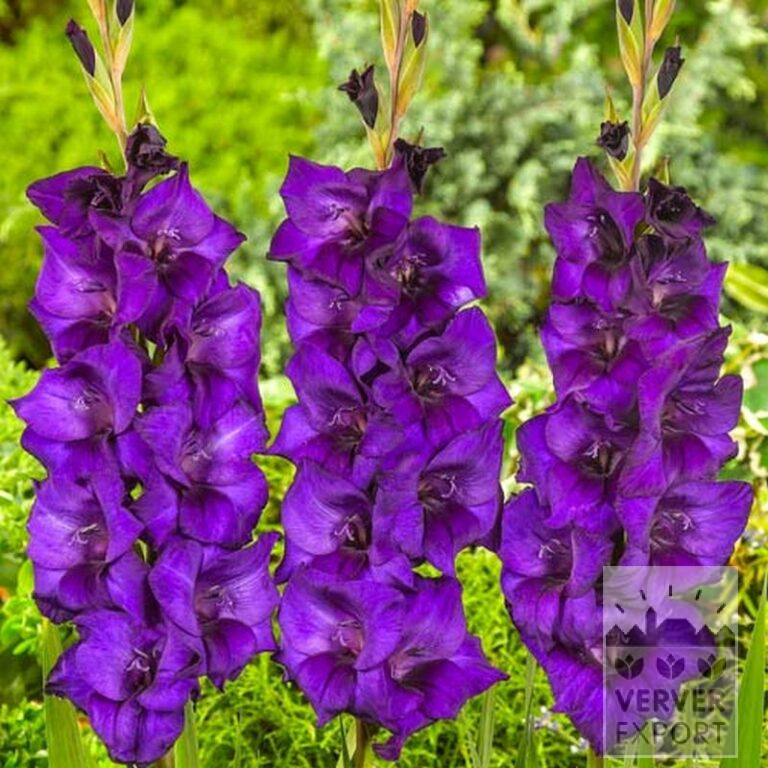Gladiolus 'Mombasa' (23037) - Bild 2