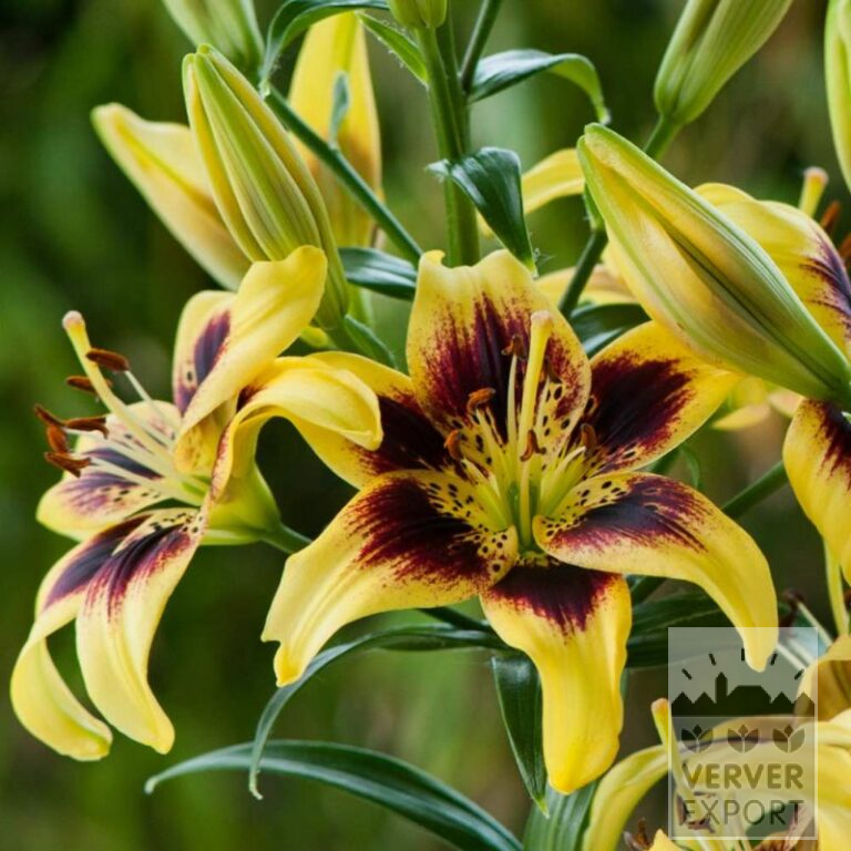Lilium 'Pieton' (24094) - Bild 2