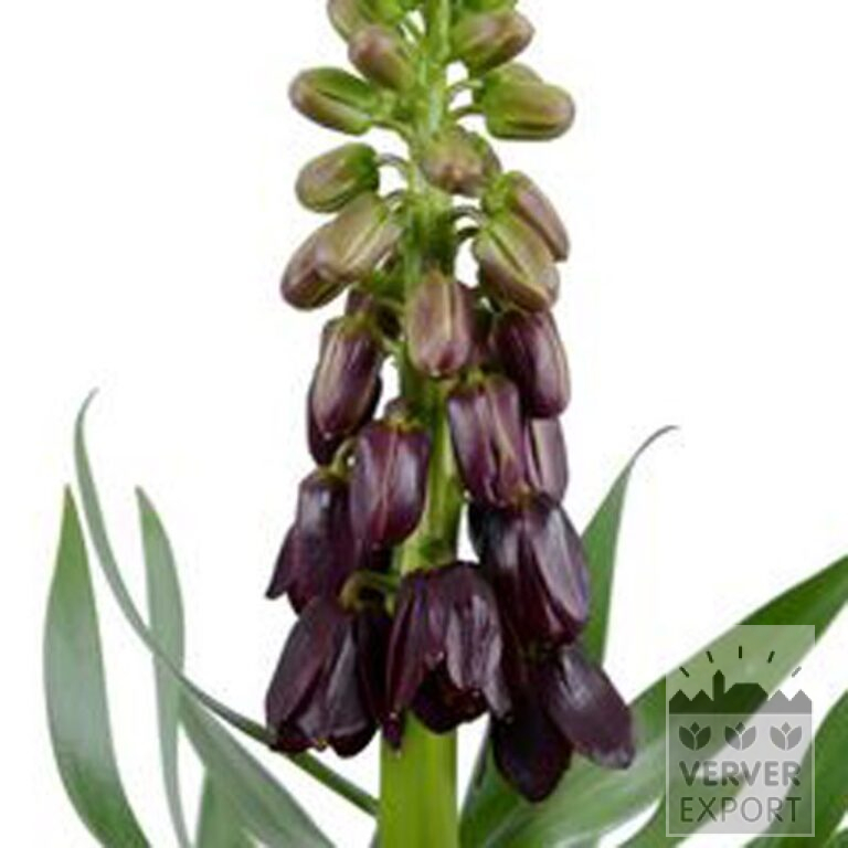 Fritillaria persica 'Purple Dynamite' (16230) - Bild 2