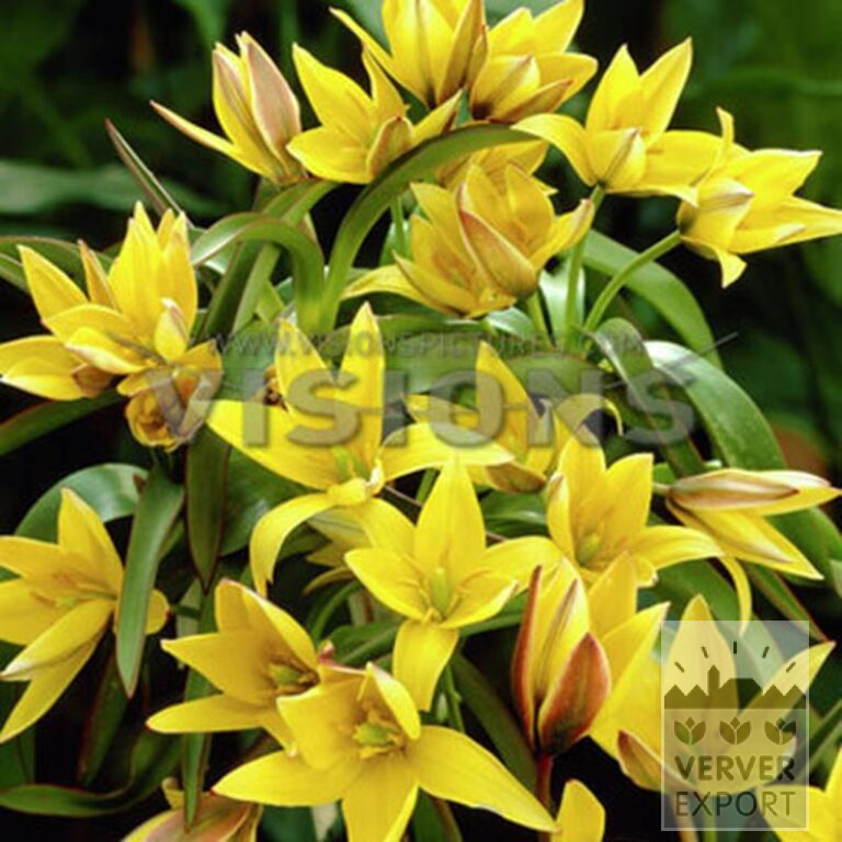 Tulips urumiensis (12754) - Bild 2